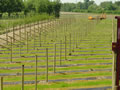 Trellis work for fruit farms and vineyards, agricultural work from Curling Contractors based in Surrey and covering Essex, Kent, middlesex