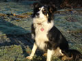 Maisy the dog from Curling Contractors for fencing, arenas, and groundwork solutions